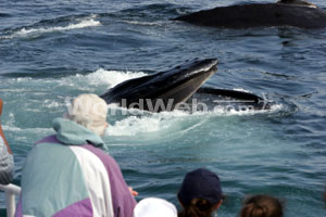 Whale Watching