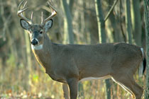 White-tail deer
