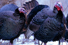 Wild Turkeys during winter
