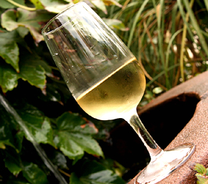 A refreshing glass of Chardonnay