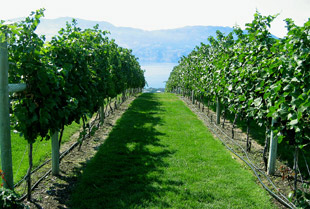 Mission Hill's Vines