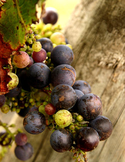 Vineyard grapes
