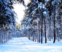 Snowy Conditions Prevail in Radium During the Winter