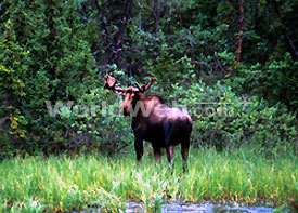 Bull Moose