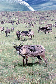 Porcupine Caribou