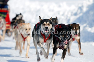 Dog Sledding, Yukon, Canada