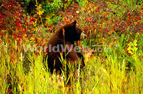 Bear in the Bush