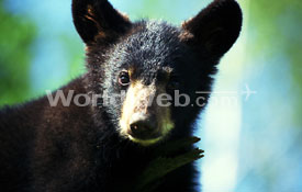 Black Bears Are Plentiful in K-Country