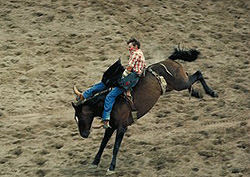 Bucking Bronco at the Calgary Stampede