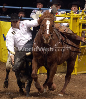 Calf Roping