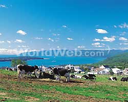 Cows Grazing in Les Eboulements Charlevoix, QC