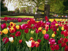 A Garden in Victoria
