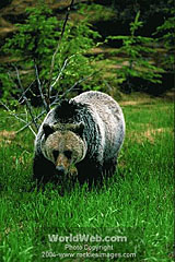 Grizzly in Fernie's Backcountry