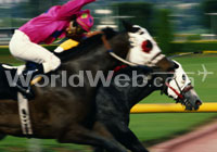 Jockey racing at the horsetrack.