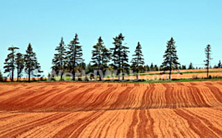 Field