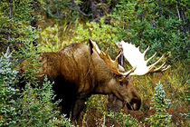 Moose in Algonquin Provincial Park