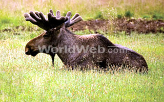 Moose