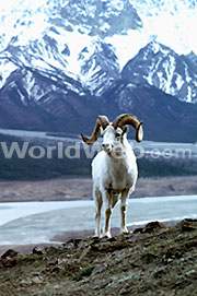 Dall Sheep