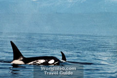 Orcas Breaching