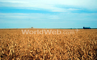 Prairie Setting