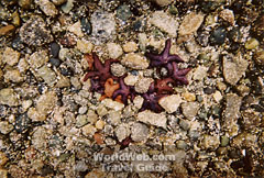 Starfish at Low Tide
