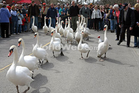 Annual Release of the Swans into the Avon River