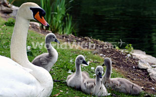Swans
