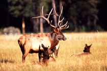 Elk are Plentiful in K-Country