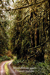 West Coast Rainforest