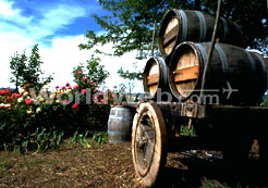 Wine Barrels at a Prince Edward County Winery