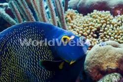 French Angel Fish Feeding on Reef