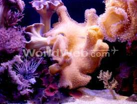 Beautiful Coral