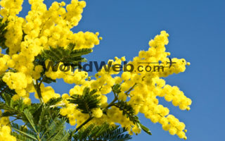 Mimosas in full bloom