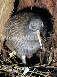 North Island Brown Kiwi
