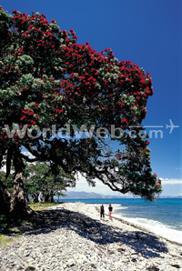 Pohutukawa Tree