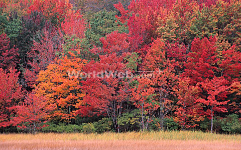 Fall Colors in New England, Vermont, USA