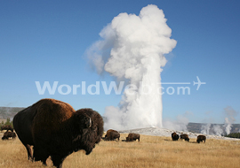 Bison in Yellowstone National Park, Wyoming