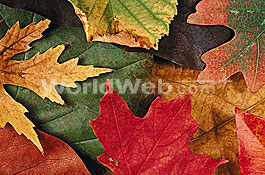 Close-up of Fall Leaves, Vermont, USA