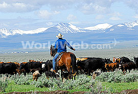 Cowboy and Mountain Scenery, Bitteroot Mountains, Montana