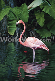 Everglades National Park, Florida