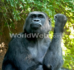 A Gorilla at Bronx Zoo