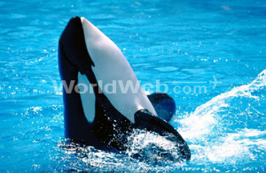 SeaWorld San Diego