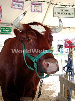 A Red Holstein at Champlain Valley Exposition
