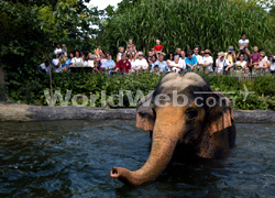 Elephant Bath at The Cincinnati Zoo