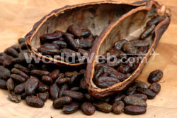 Cocoa Beans