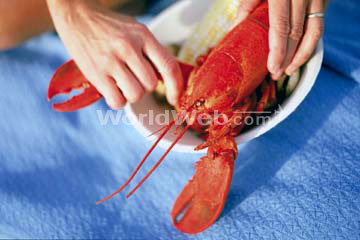 Lobster, Portland, Maine