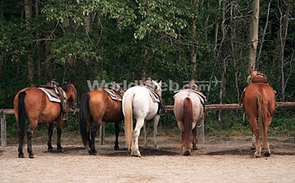 Saddle Dude Ranch Horses Tied at Hitching Rail, USA Guest Ranch