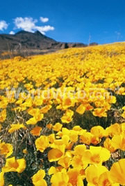 Poppies on Franklin Mountain