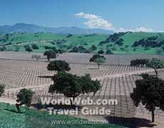 Farm Field in the Napa Valley