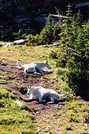 Mountain Goats, Glacier National Park